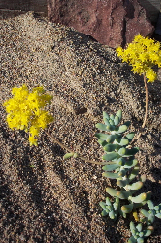 sedum treleasei